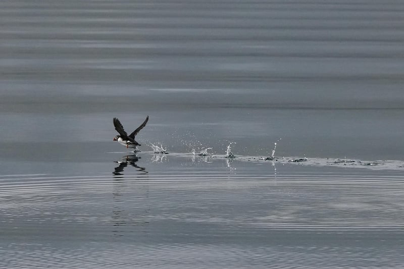 Wildlife