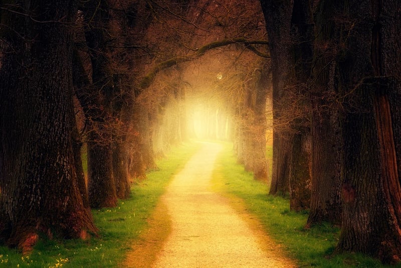 Enchanting Forest