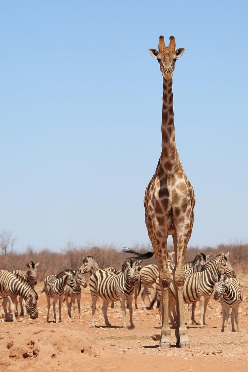Giraffe in the wild